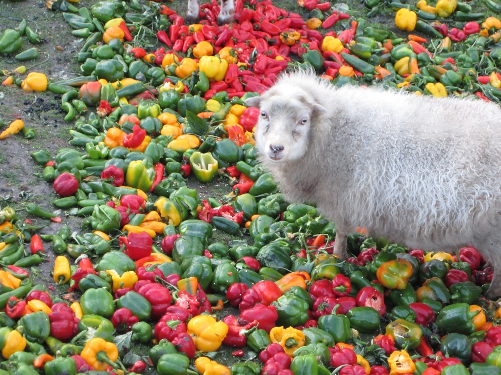 schaap